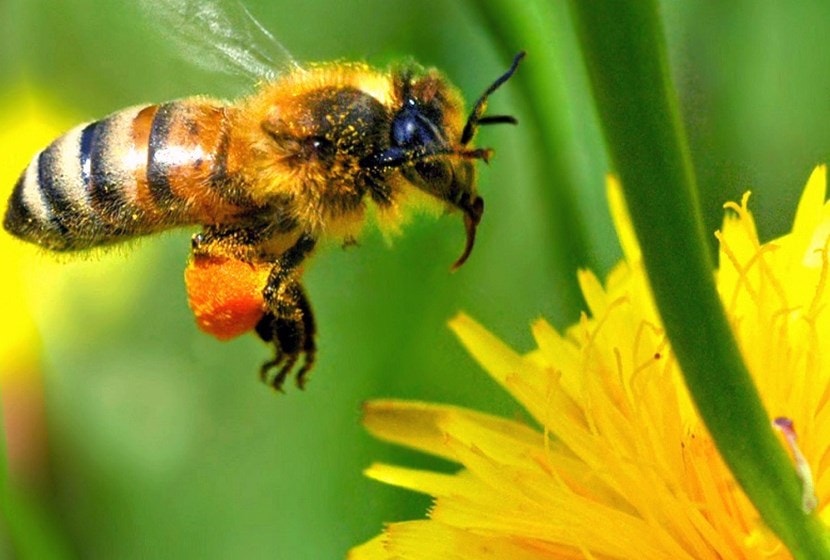 abeille3