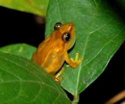 grenouille-portorico