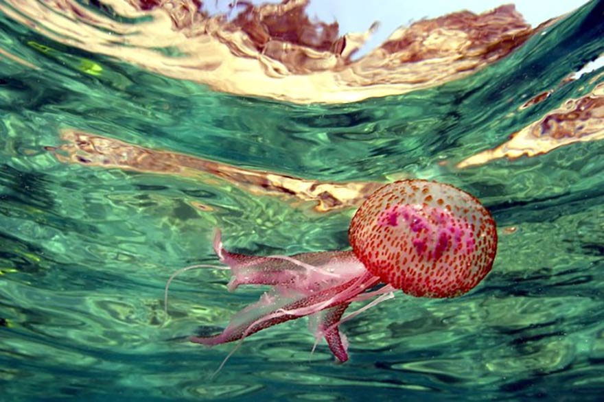 Warming oceans benefit jellyfish blooms
