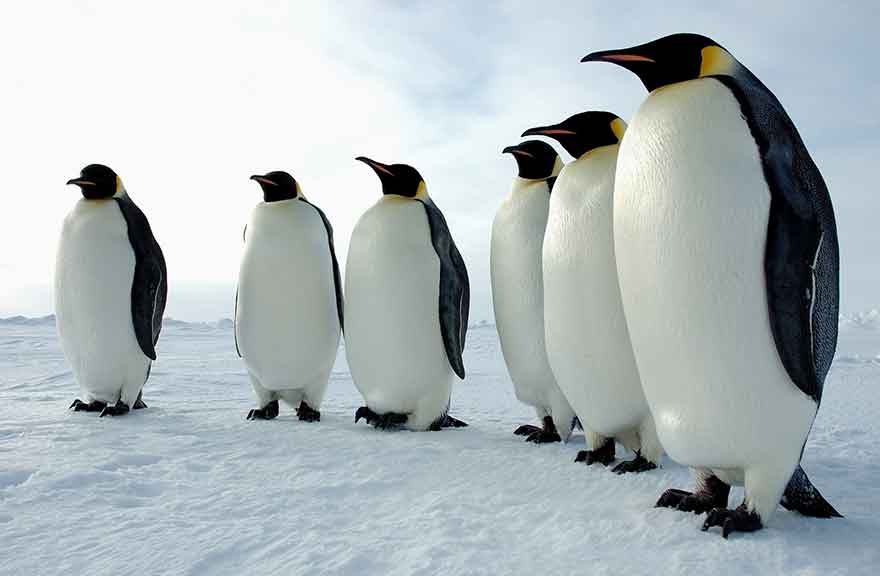 emperor penguins of the Ross Sea