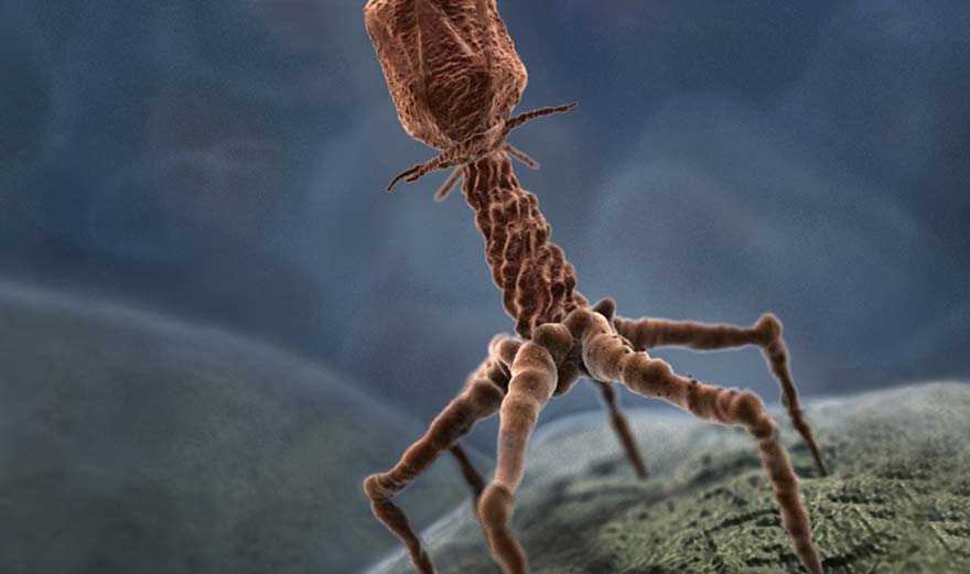 virus phages