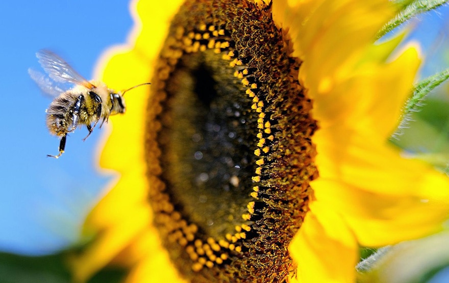 déclin abeilles