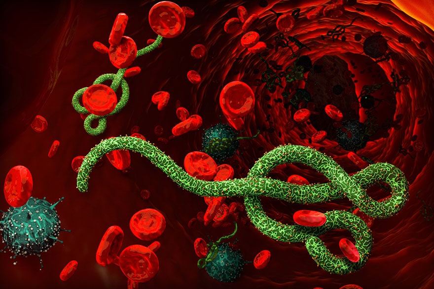 The Ebola virus