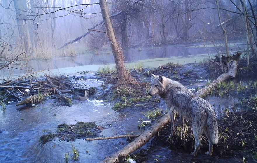 Loup à Tchernobyl