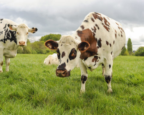 Low-carbon cows to leave less of a footprint on the planet