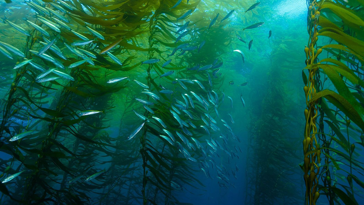 These forests at the bottom of the oceans could help us face the climate crisis.