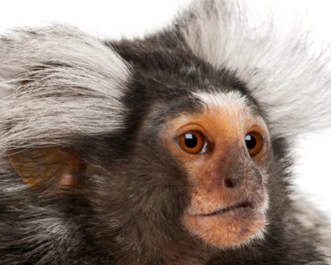 Researchers have implanted a human gene into monkeys to increase their brain size...