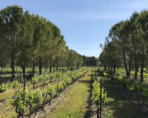 Trees in the vineyards to fight against climate change