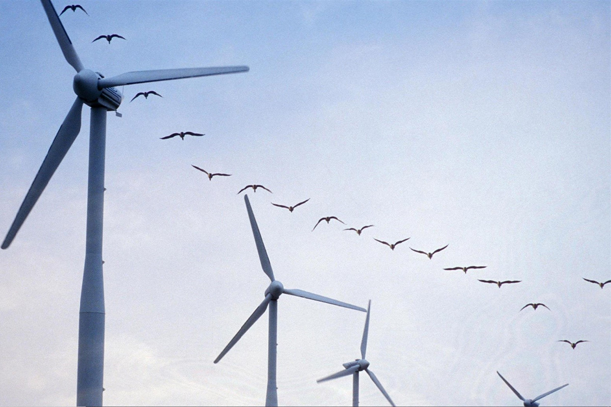 Une simple modification des éoliennes pourrait réduire de 70 % le nombre de mort d'oiseaux