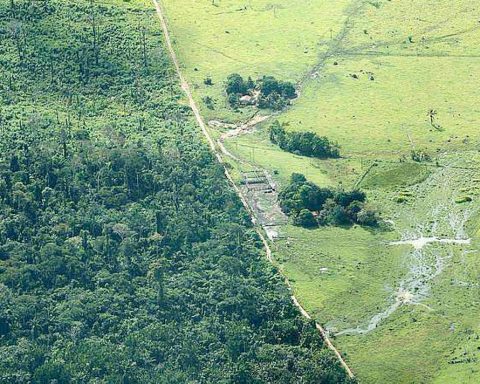 L’accès aux médicaments menacé par l’effondrement de la biodiversité