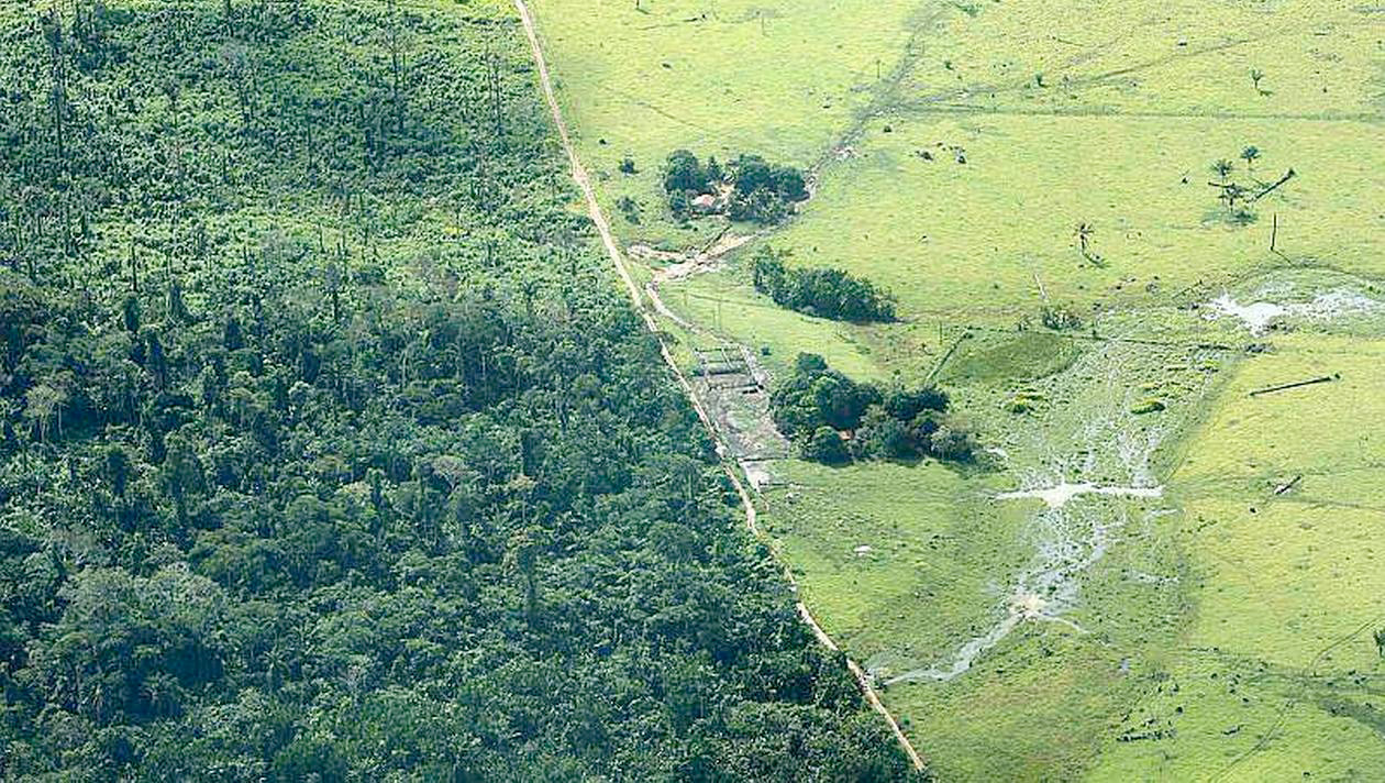 L’accès aux médicaments menacé par l’effondrement de la biodiversité