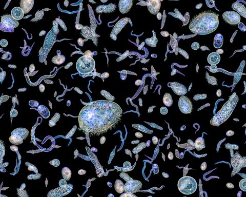 Bonne nouvelle : Le lien entre la maladie d'Alzheimer et le microbiote intestinal est confirmé