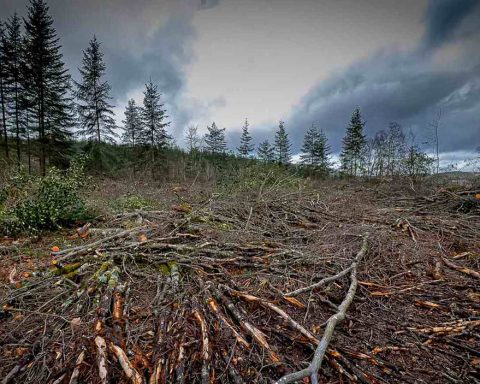 Entre calamité climatique et aberration écologico-politique, nos forêts sont en danger