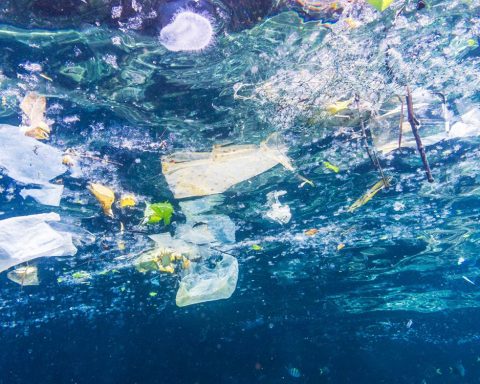 Scientists plan to use bacteria to eliminate microplastic pollutants