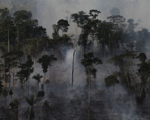 Des défoliants chimiques pulvérisés sur l’Amazonie pour accélérer la déforestation