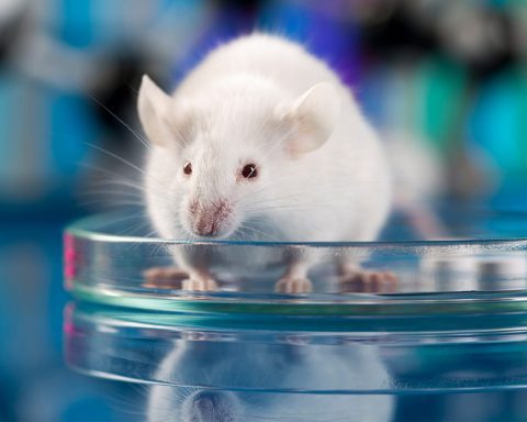 Omicron proviendrait d’une souris. Mais d’une souris naturelle ou de labo ?