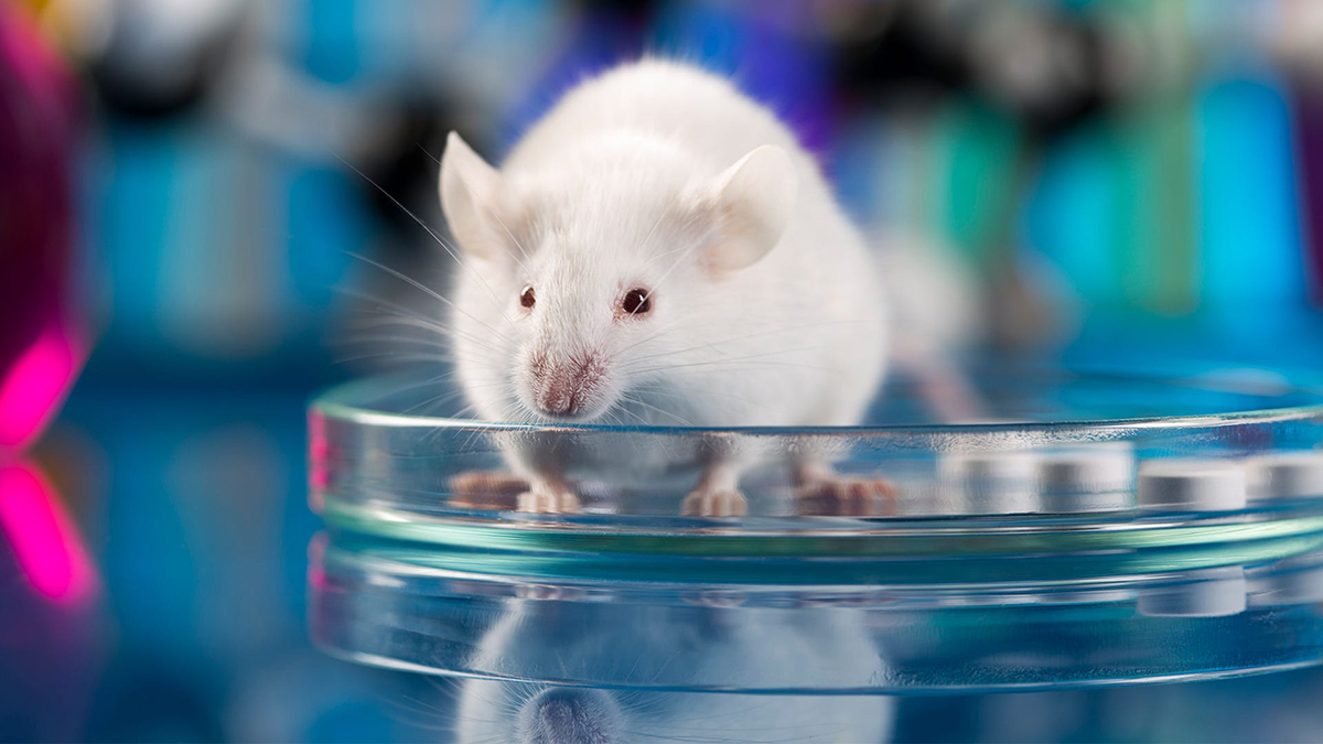 Omicron proviendrait d’une souris. Mais d’une souris naturelle ou de labo ?