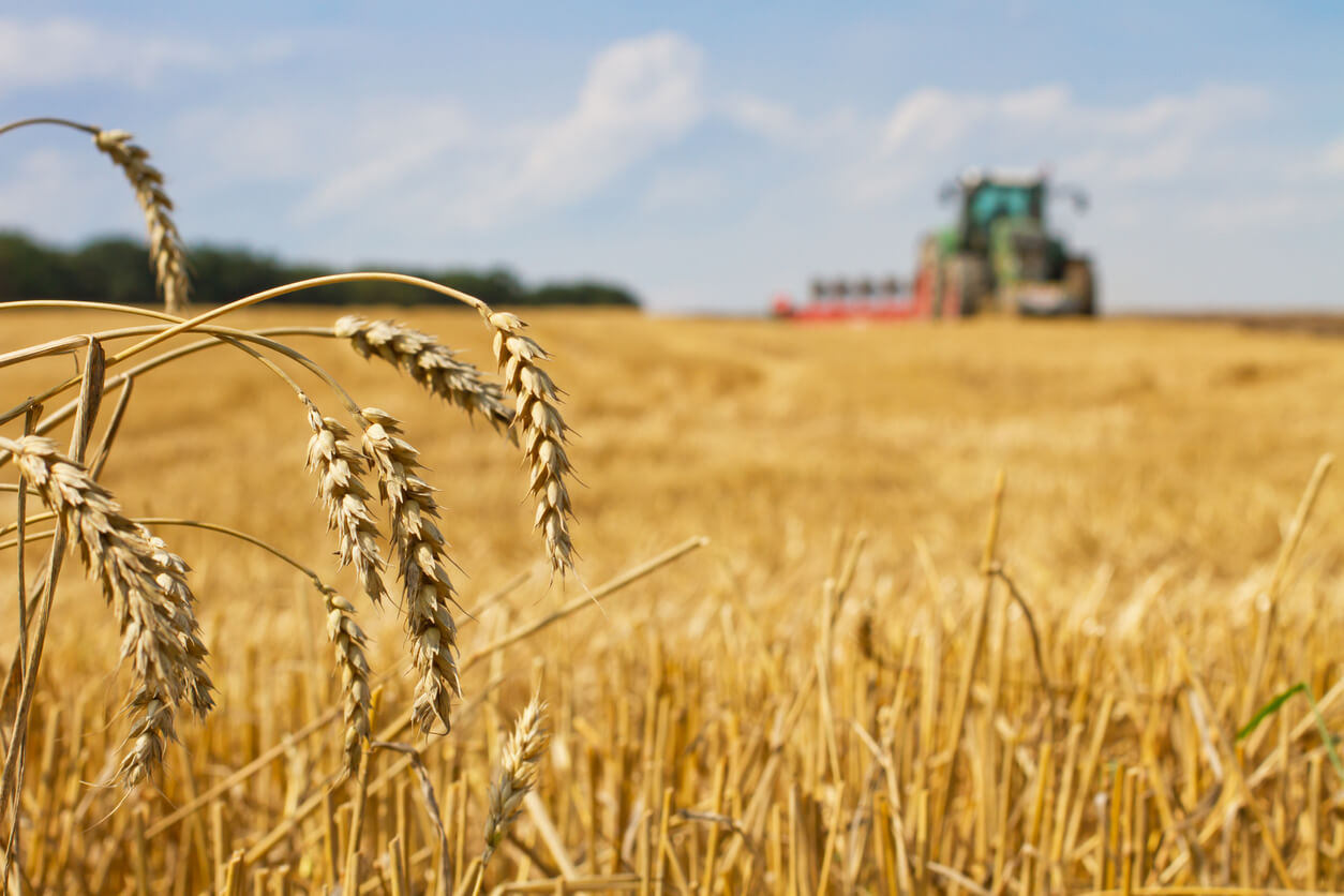 Russie-Ukraine : La guerre du blé aura-t-elle lieu ?