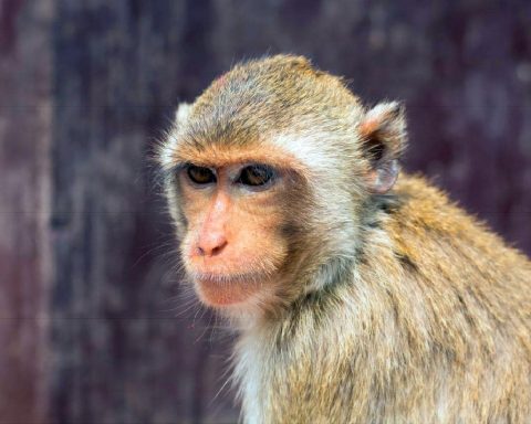 Qu’est-ce que la variole du singe et pourrait-elle devenir la prochaine pandémie ?