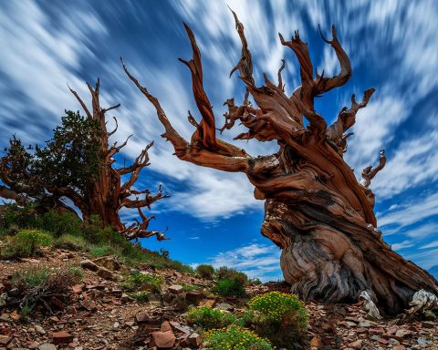 Les plus vieux arbres du monde (4500 ans) terrassés par le réchauffement climatique