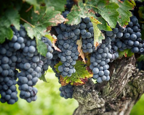 Climate change modifies wine chemistry