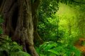 Sauver la forêt pour nous sauver du climat