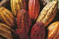 Production de cacao : Les petits producteurs pris dans le piège de la pauvreté