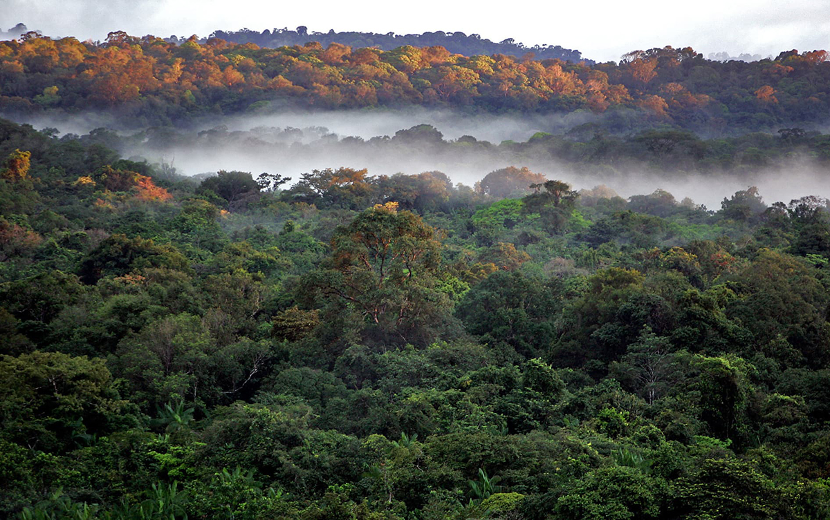 Macron, comme Bolsonaro, veut déforester l’Amazonie en Guyane