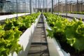 Réinventer les fermes urbaines afin de produire un système alimentaire durable
