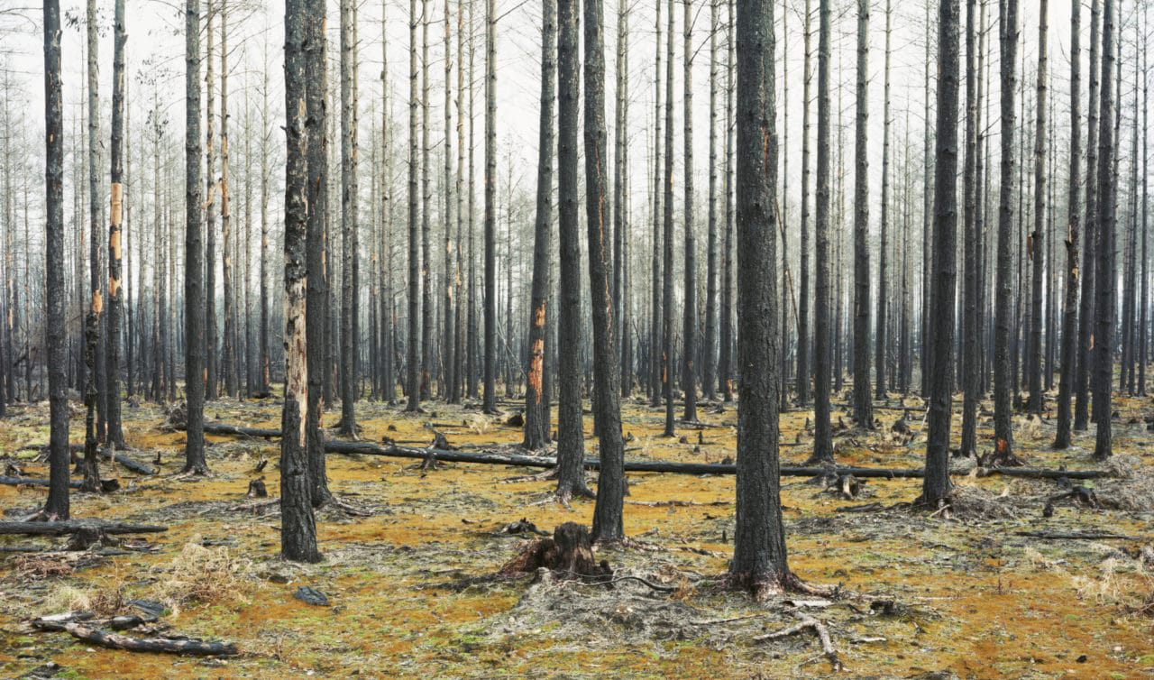 Comment les arbres meurent à grande échelle dans le monde