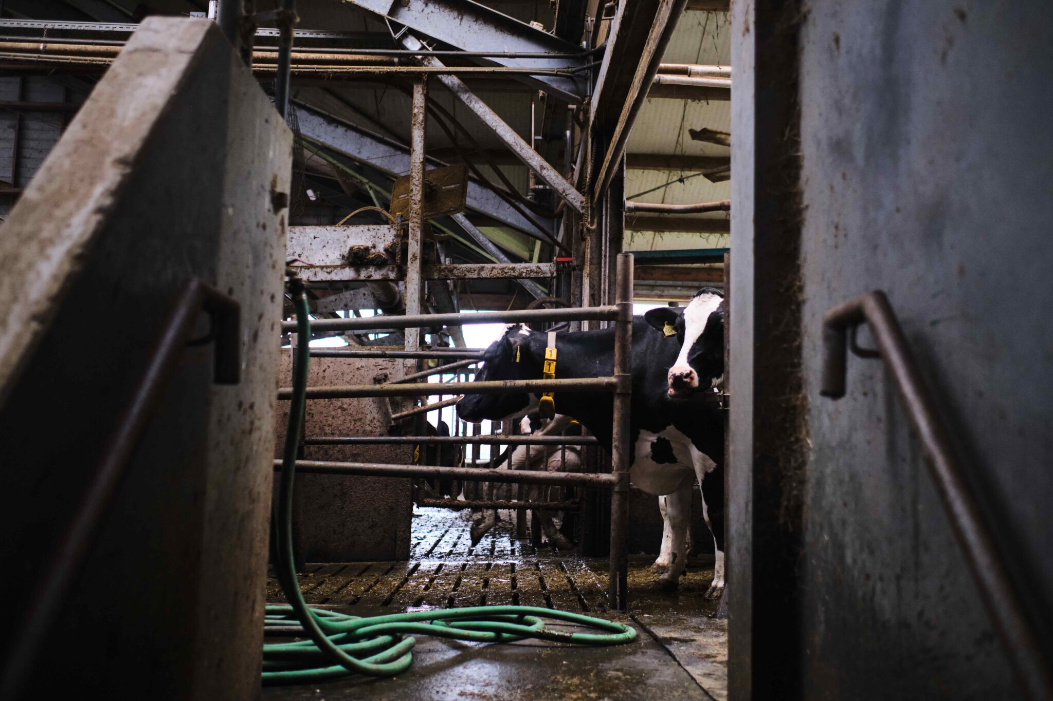 Vaches laitières sur le campus laitier de l'université de Waginengen à Leeuwarden, aux Pays-Bas. Image par Ashoka Mukpo / Mongabay.