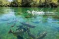 Biodiversité dans les rivières françaises : il est temps de sonner l’alarme !