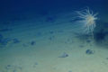 Ce mystérieux « oxygène noir » découvert au fond de l’océan stupéfie les scientifiques