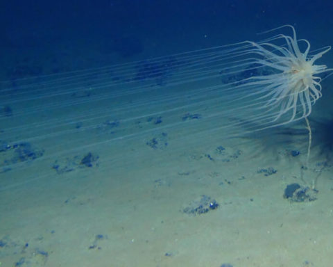 Ce mystérieux « oxygène noir » découvert au fond de l'océan stupéfie les scientifiques
