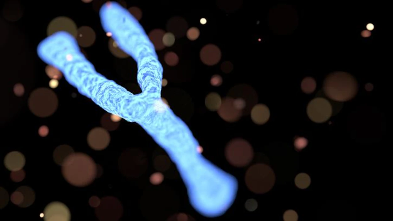 Le chromosome Y disparaît lentement. Un nouveau gène sexuel pourrait être l'avenir des hommes