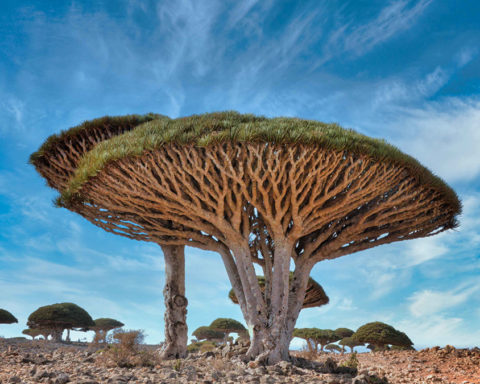 Urgence silencieuse : quand la disparition des arbres menace notre avenir