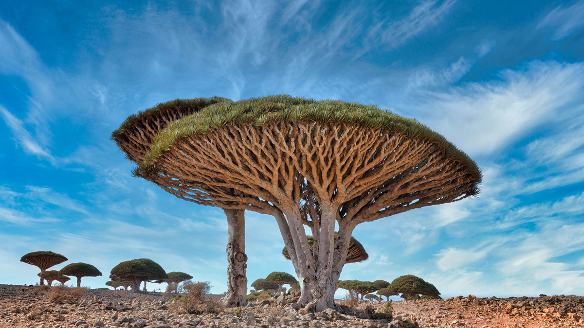 Urgence silencieuse : quand la disparition des arbres menace notre avenir