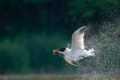 A tire-d’aile : l’odyssée fragile des oiseaux migrateurs