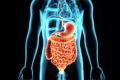 Additifs alimentaires : vers une nutrition personnalisée grâce au microbiote intestinal