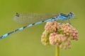 Biodiversité aquatique en péril : une étude alarmante sur le déclin des espèces d’eau douce