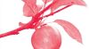 Le pommier, l&rsquo;arbre de tous les excès, fantasmes et passions