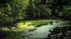 Biodiversité : Réhabilitation du marais de Taligny, laboratoire du réensauvagement